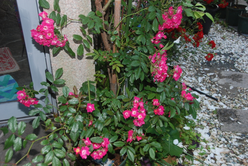 f:id:rotling:20120525182430j:image