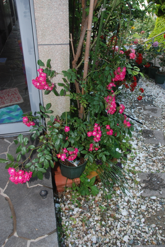 f:id:rotling:20120525182434j:image