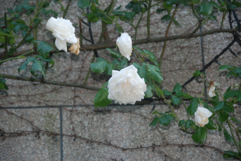 20120525182454