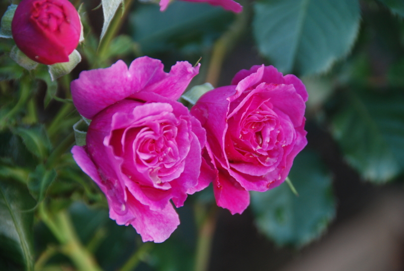 f:id:rotling:20120525183335j:image