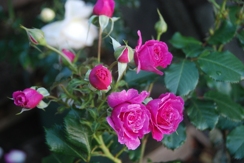 f:id:rotling:20120525183340j:image