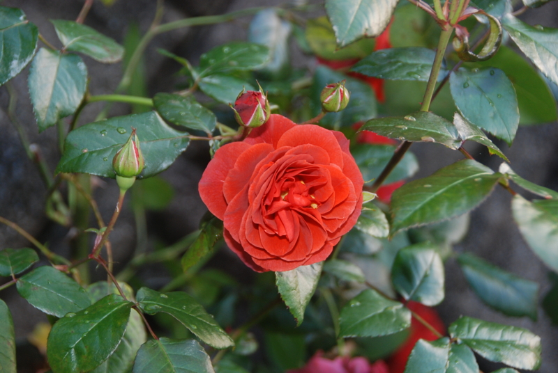 f:id:rotling:20120525183413j:image