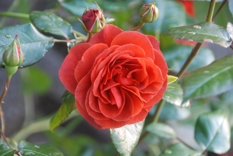 f:id:rotling:20120525183418j:image