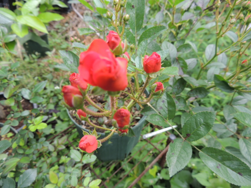 f:id:rotling:20120526091840j:image