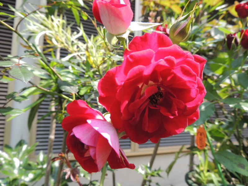 f:id:rotling:20120527102615j:image