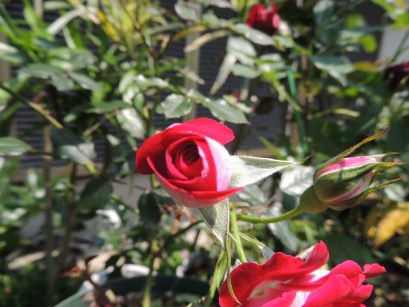 f:id:rotling:20120527102622j:image