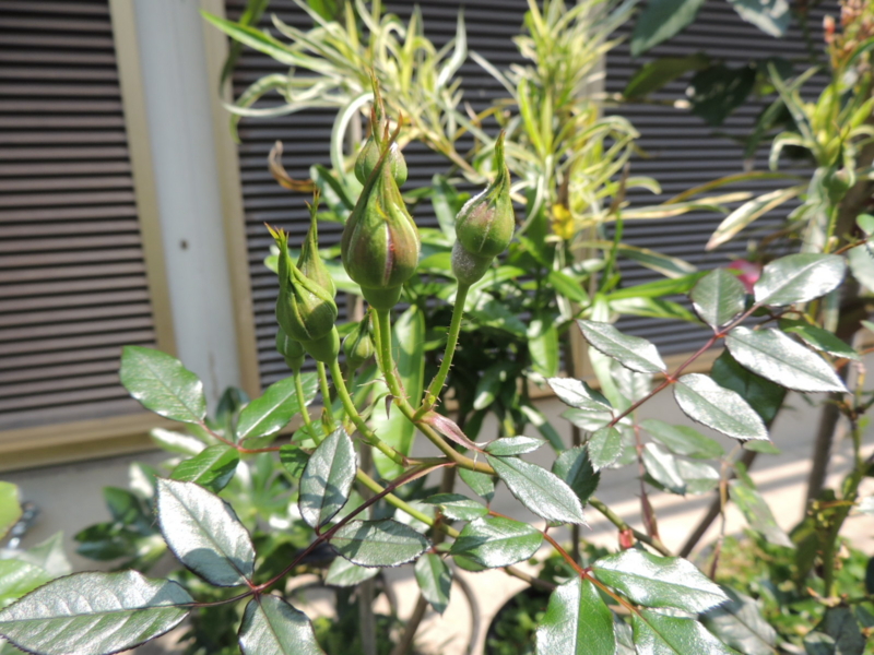 f:id:rotling:20120527102625j:image