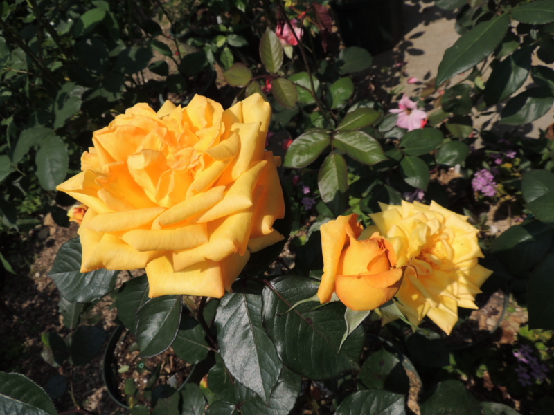 f:id:rotling:20120527102725j:image