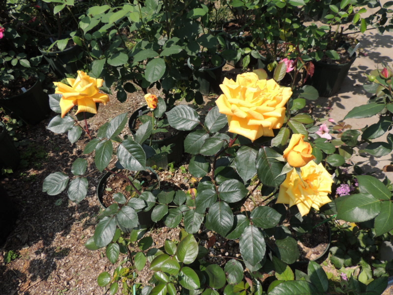 f:id:rotling:20120527102728j:image