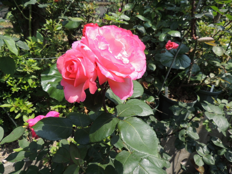 f:id:rotling:20120527103744j:image