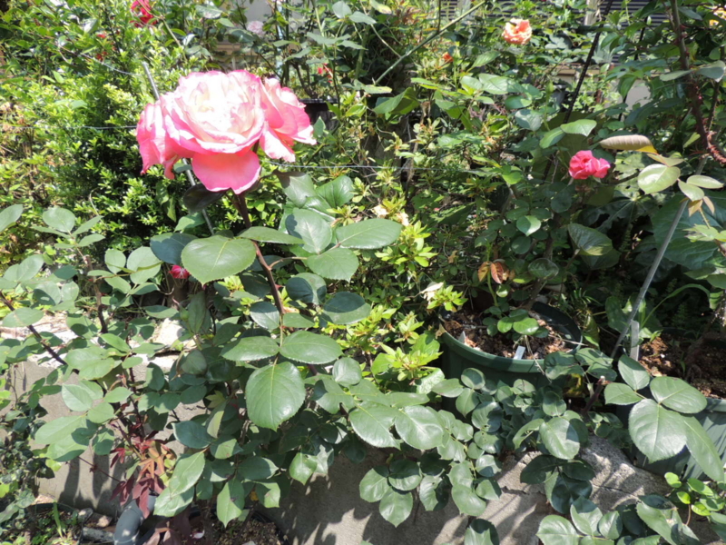 f:id:rotling:20120527103748j:image