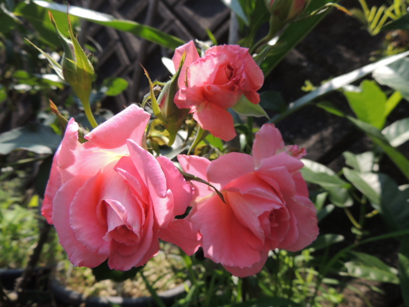 芳純