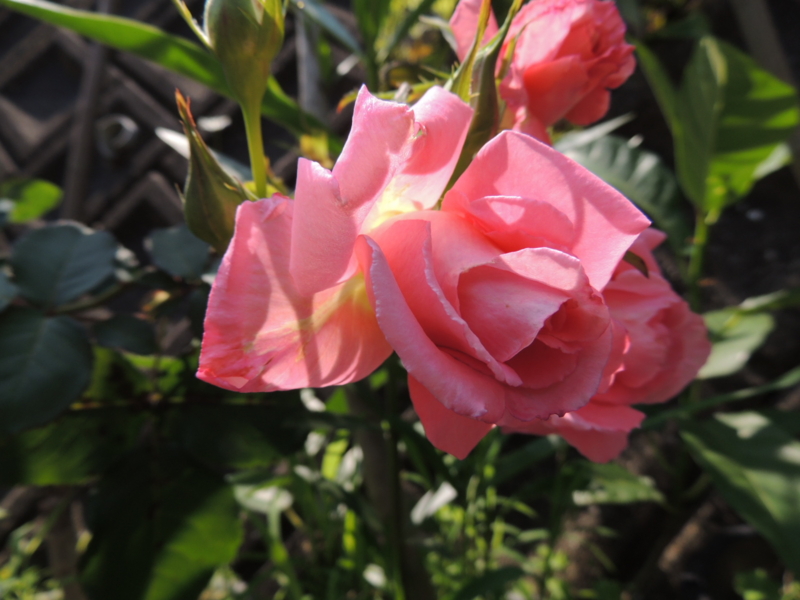 f:id:rotling:20120527104147j:image
