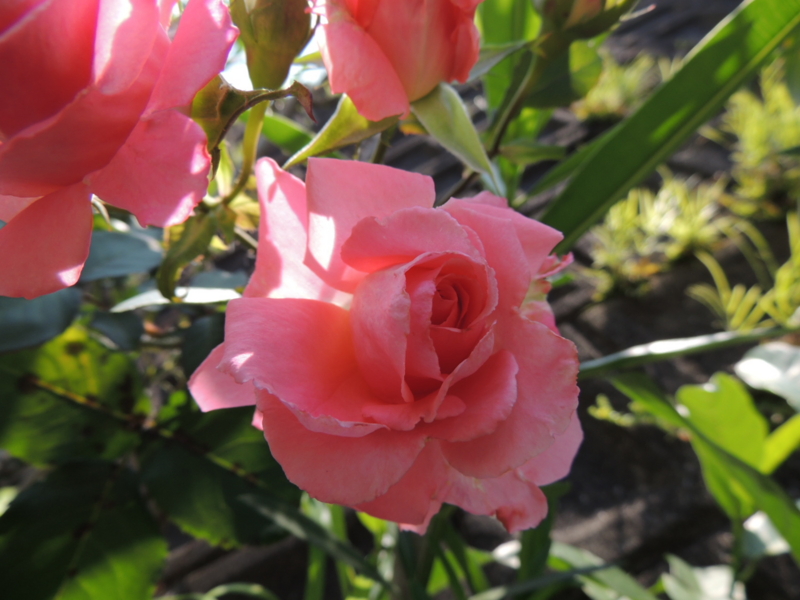 f:id:rotling:20120527104151j:image