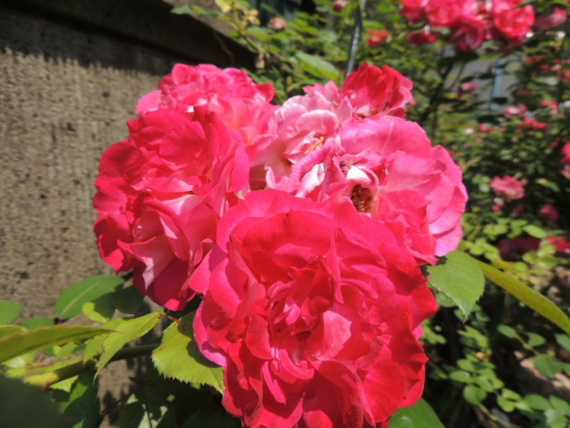 f:id:rotling:20120527104200j:image