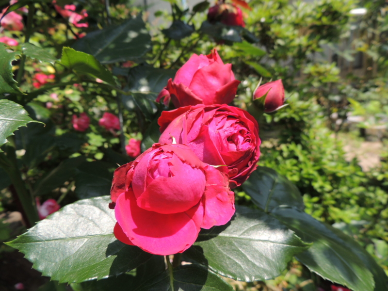 f:id:rotling:20120527104212j:image