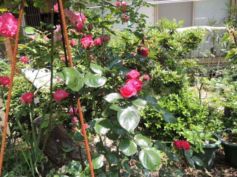 f:id:rotling:20120527104225j:image