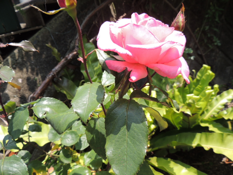 f:id:rotling:20120528120138j:image