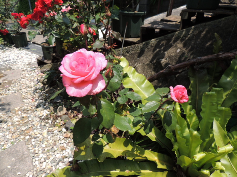 f:id:rotling:20120528120145j:image