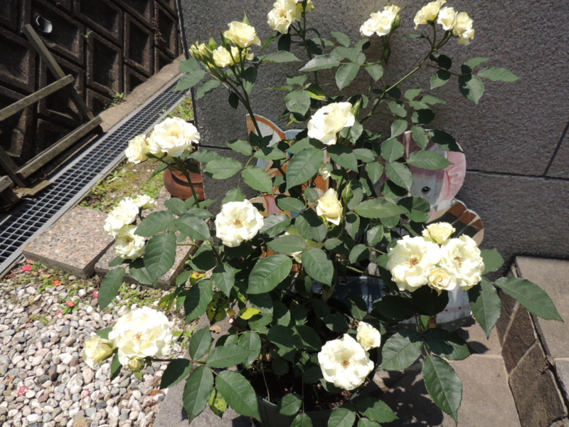 f:id:rotling:20120528120203j:image