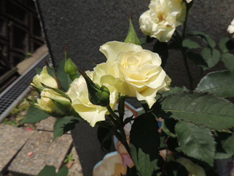 f:id:rotling:20120528120206j:image