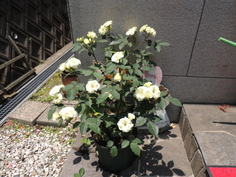 f:id:rotling:20120528120212j:image