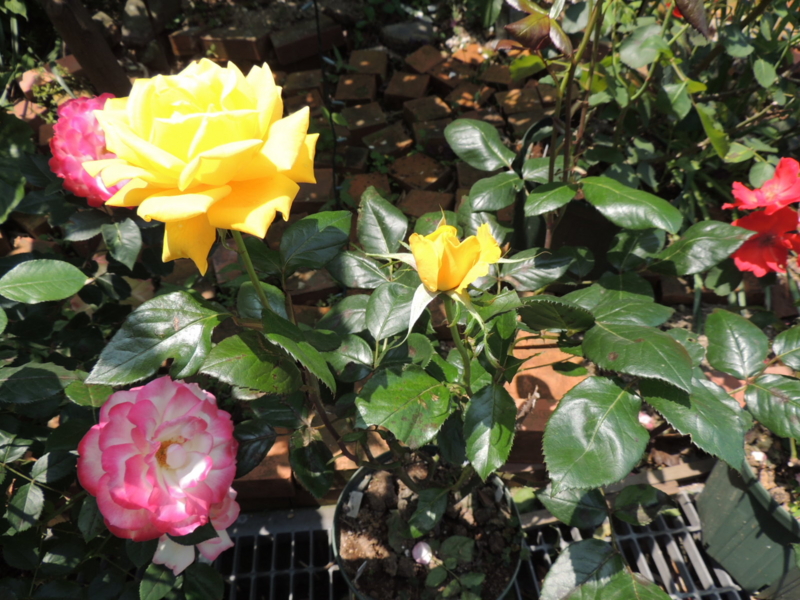f:id:rotling:20120528120301j:image