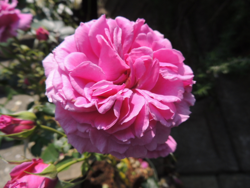 f:id:rotling:20120528120452j:image