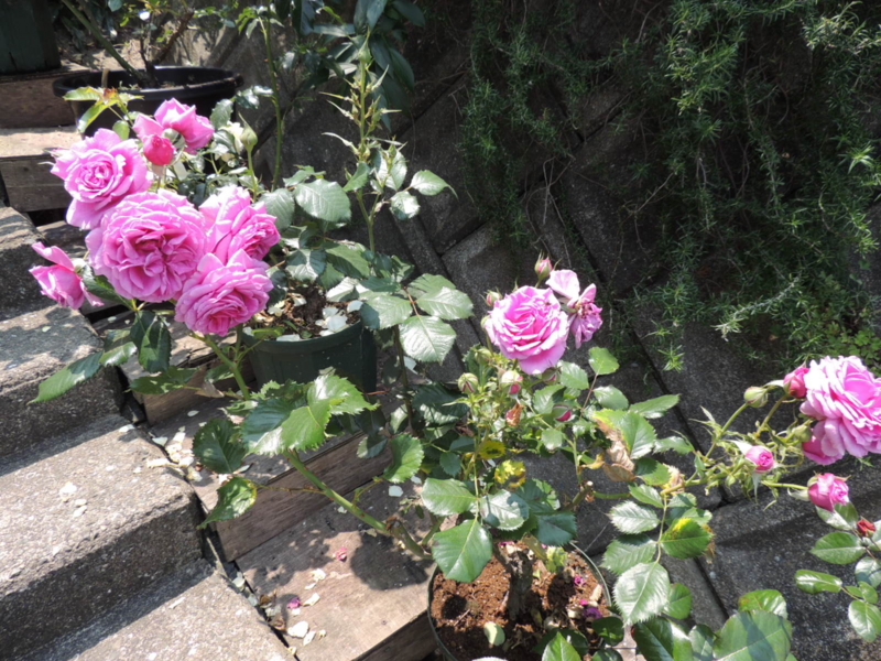 f:id:rotling:20120528120455j:image