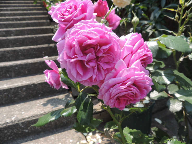 f:id:rotling:20120528120500j:image