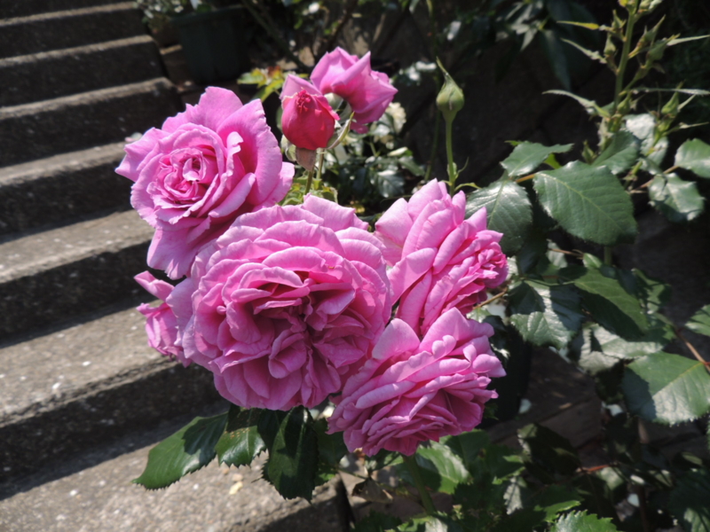 f:id:rotling:20120528120504j:image