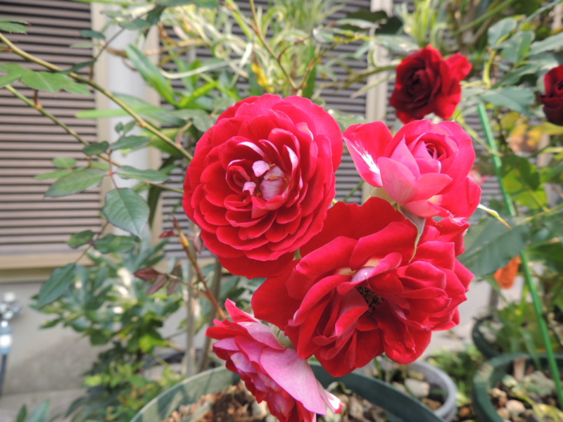 f:id:rotling:20120529084015j:image