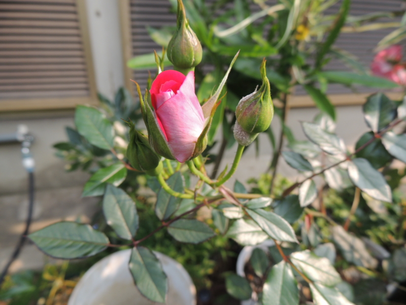 f:id:rotling:20120529084018j:image