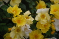 20120531132600