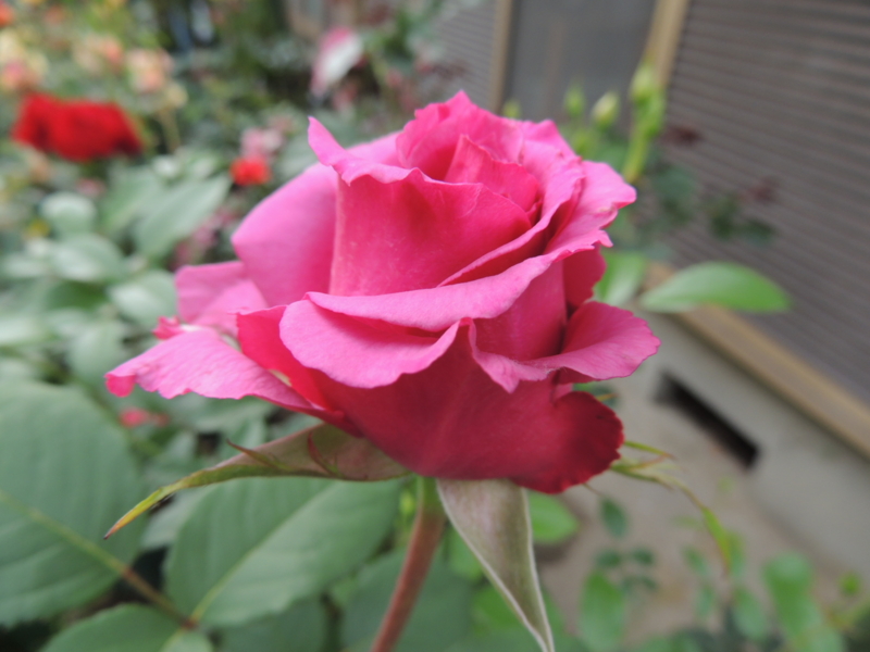 f:id:rotling:20120601155607j:image
