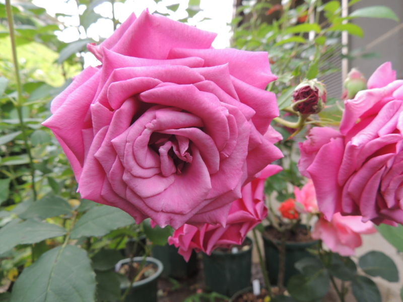 f:id:rotling:20120601155611j:image