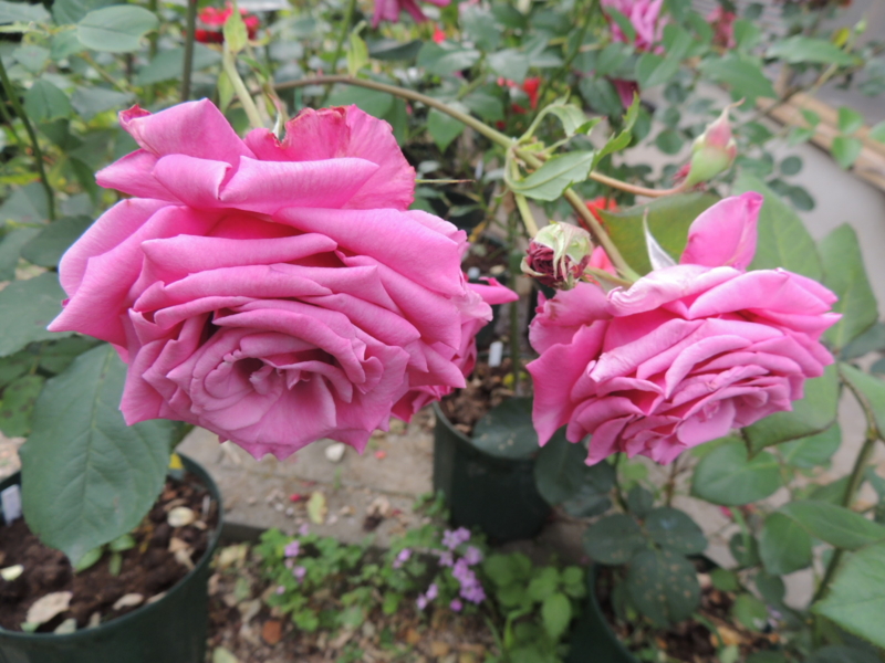 f:id:rotling:20120601155614j:image