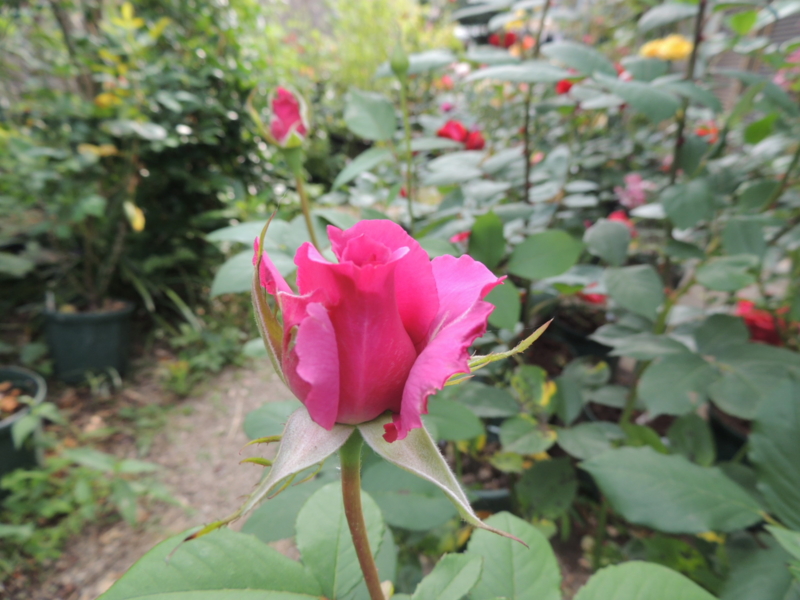 f:id:rotling:20120601155618j:image