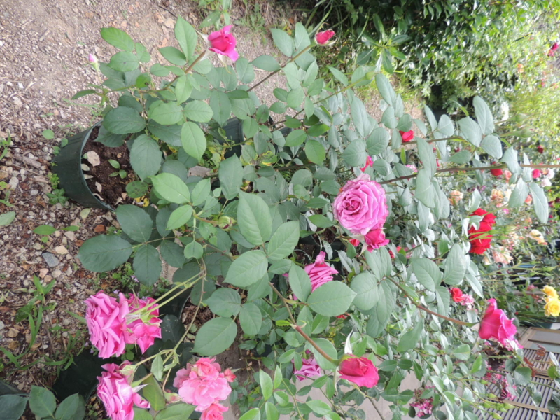 f:id:rotling:20120601155621j:image