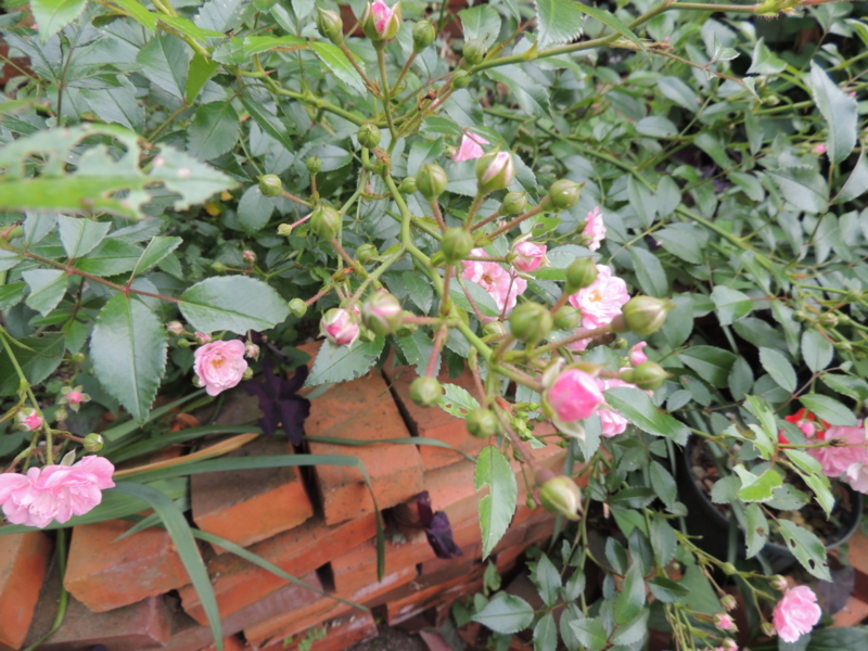 f:id:rotling:20120601164925j:image