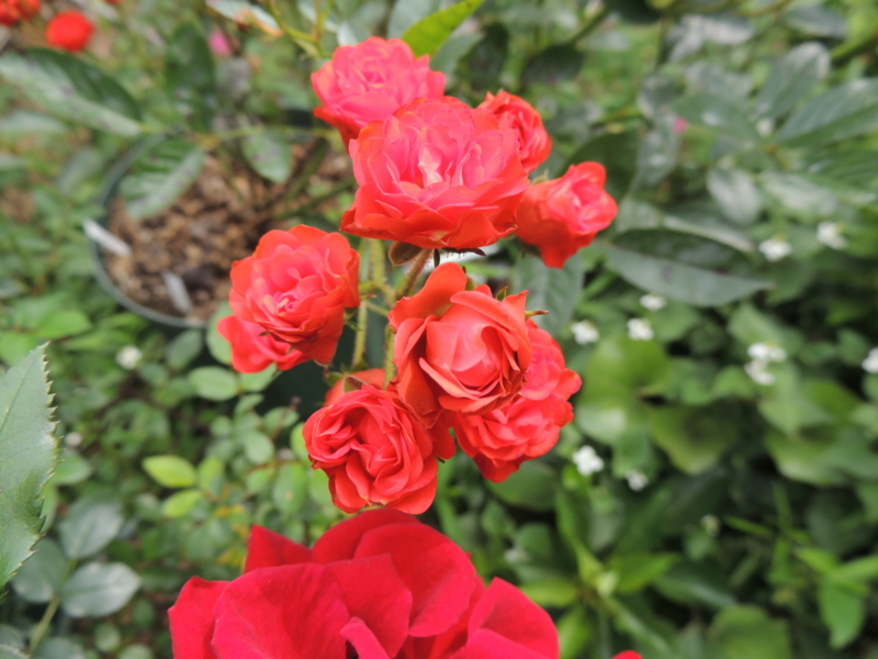 f:id:rotling:20120602095138j:image