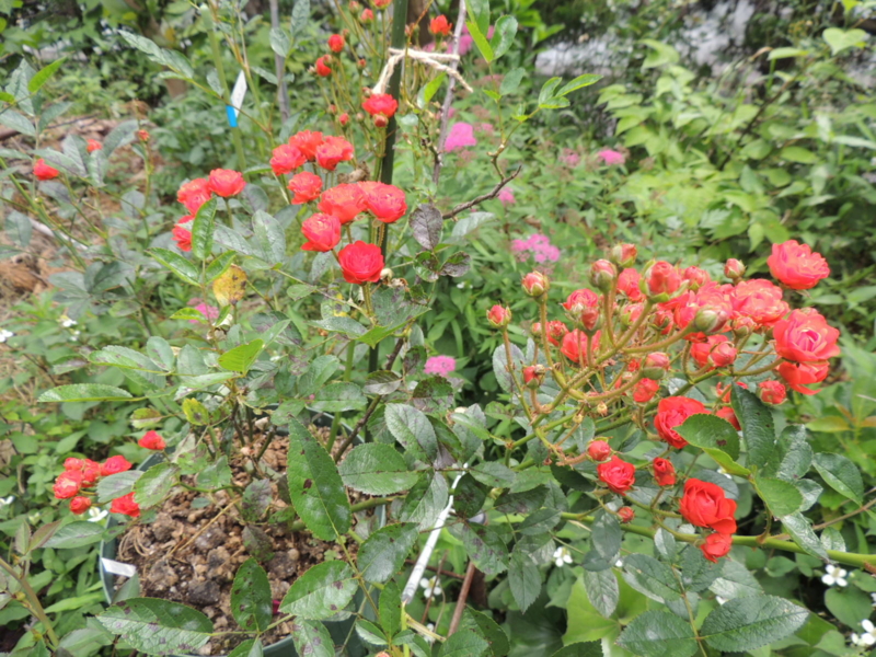 f:id:rotling:20120602095142j:image