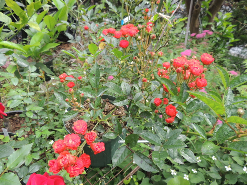 f:id:rotling:20120602095148j:image