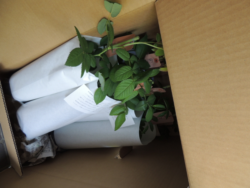 f:id:rotling:20120603124711j:image