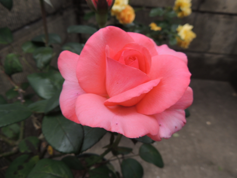 f:id:rotling:20120604122743j:image