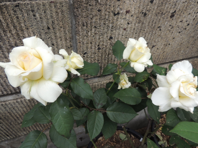 f:id:rotling:20120604122751j:image
