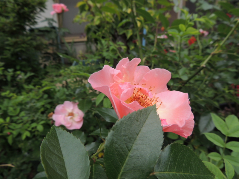 f:id:rotling:20120604122849j:image
