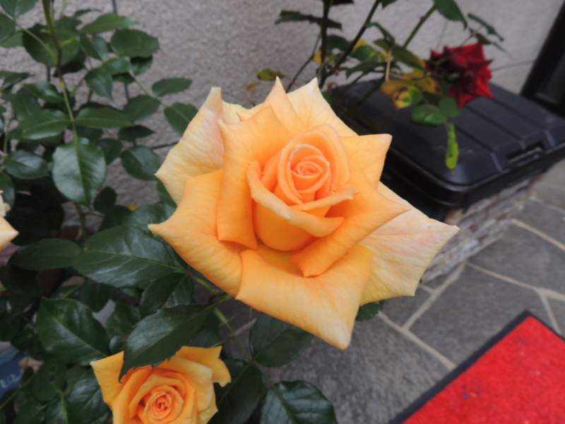 f:id:rotling:20120604154251j:image