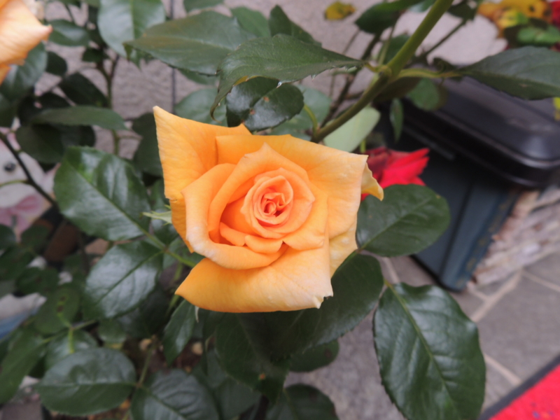 f:id:rotling:20120604154254j:image