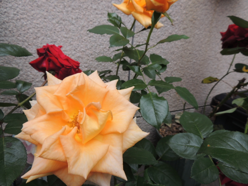 f:id:rotling:20120604154257j:image